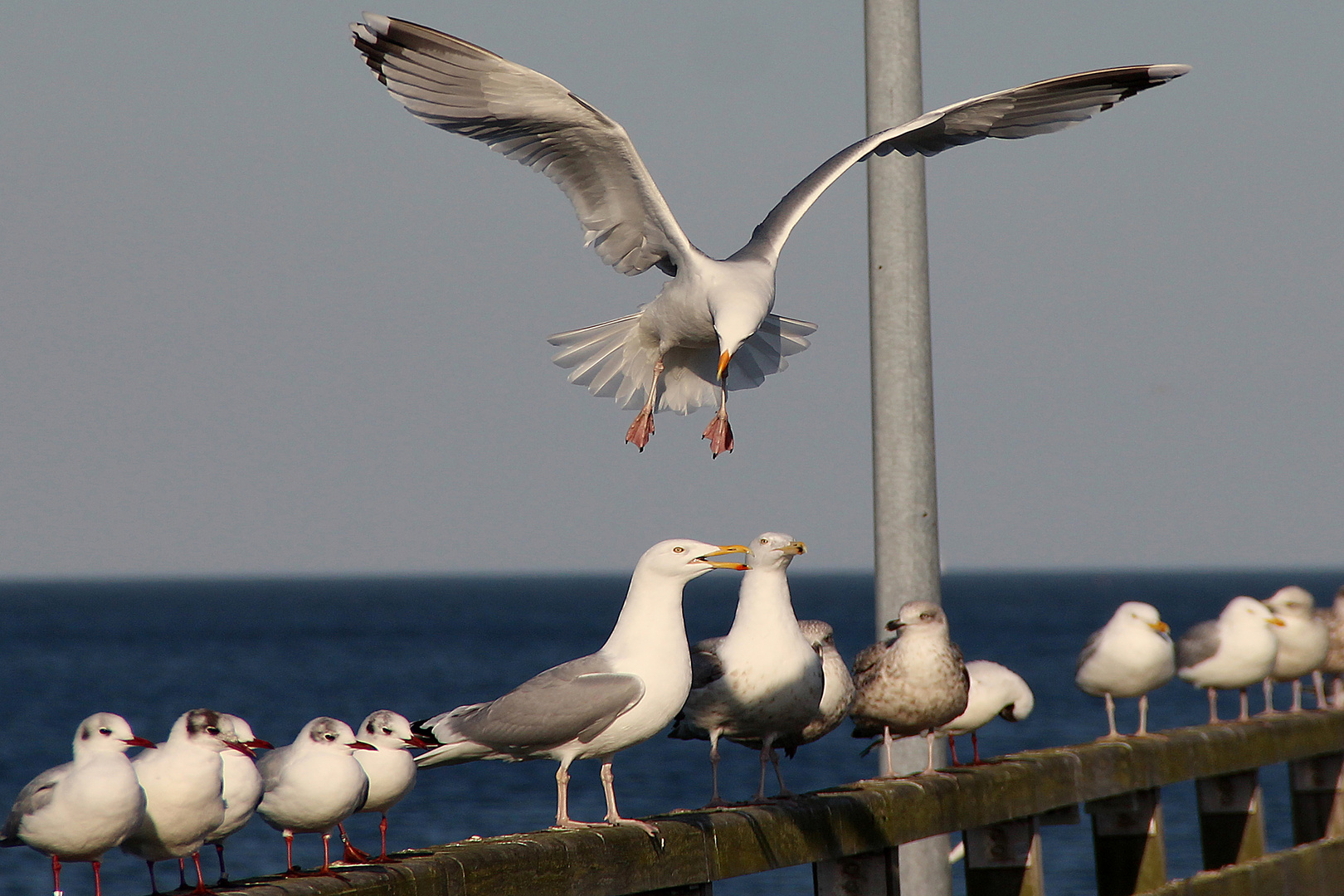 Möwe im Anflug