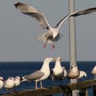 Möwe im Anflug