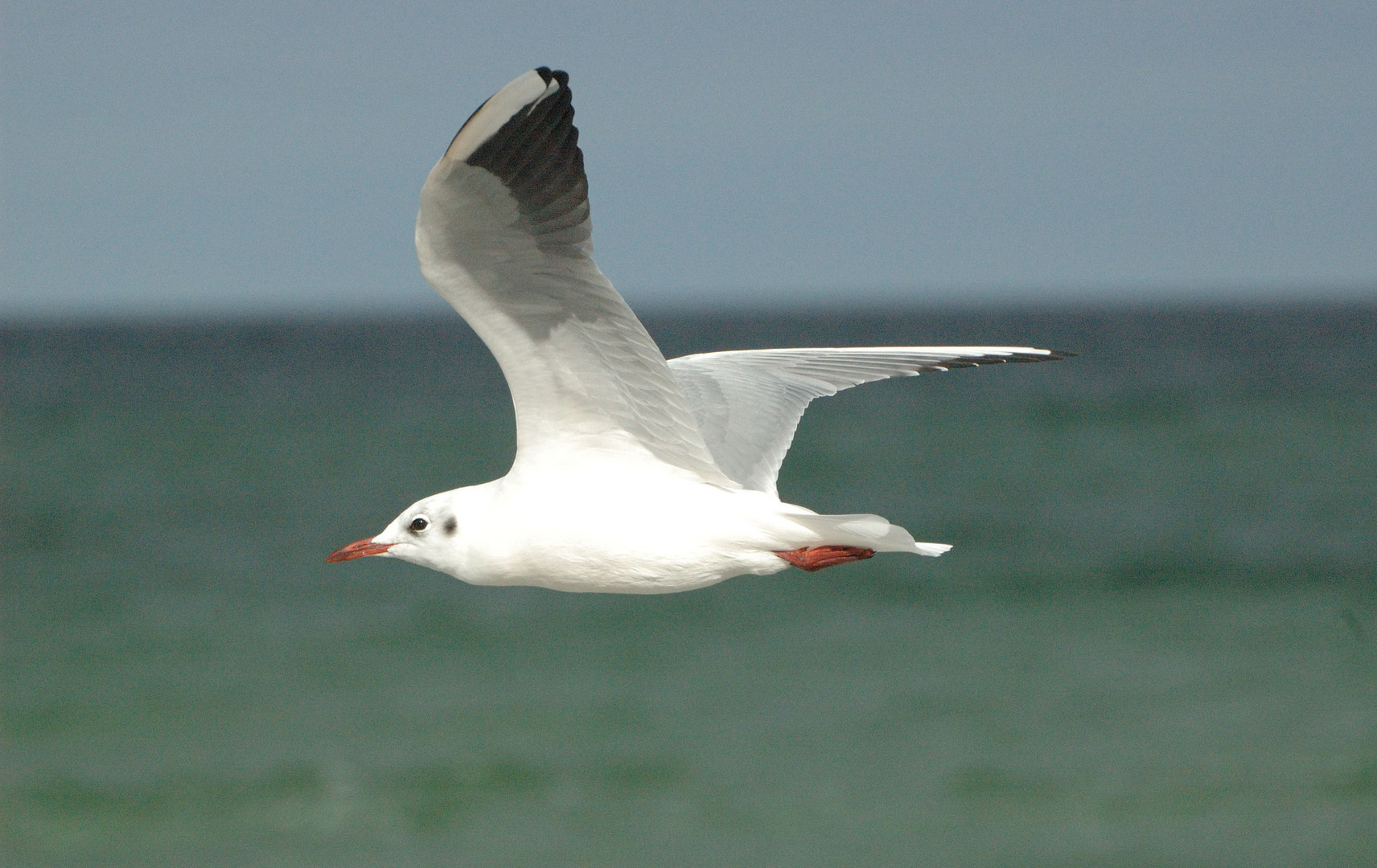 Möwe im Anflug