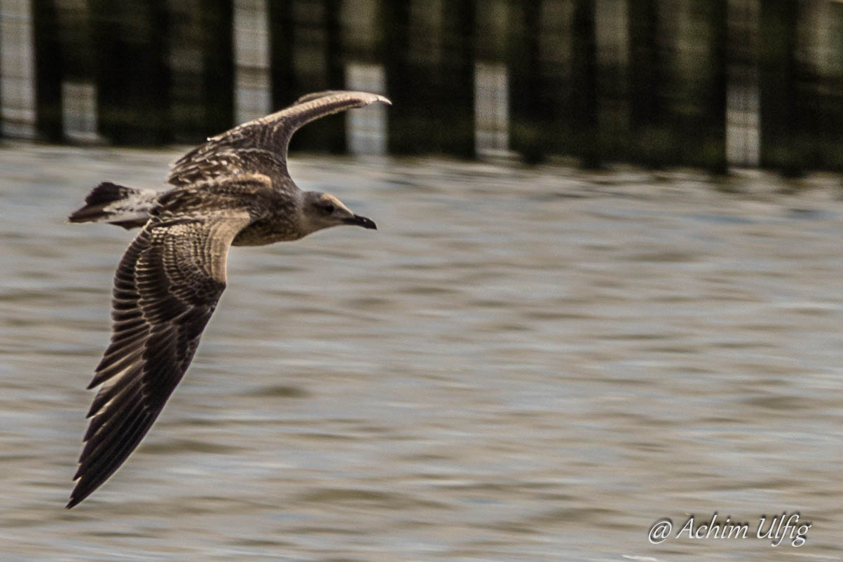 Möwe im Anflug