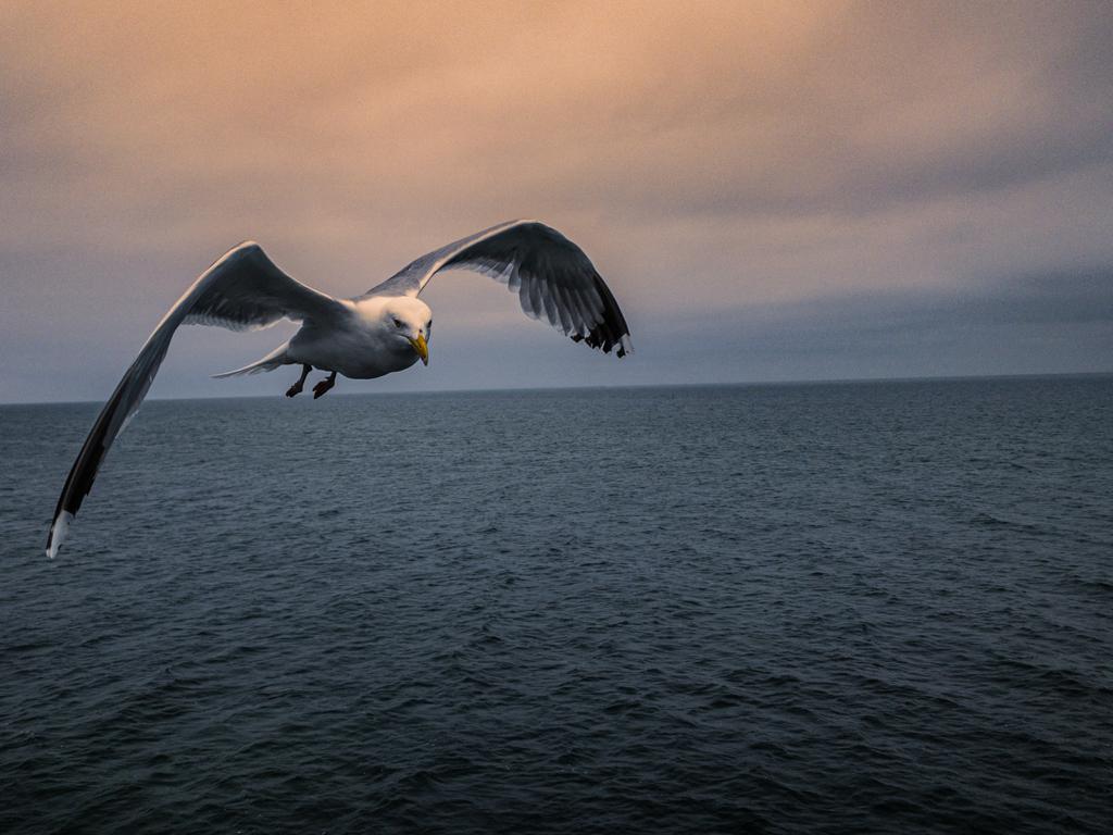 Möwe im Anflug