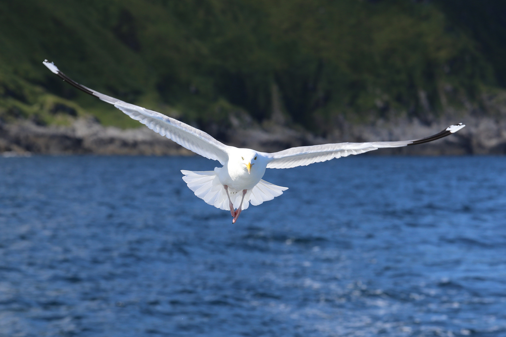 Möwe im Anflug