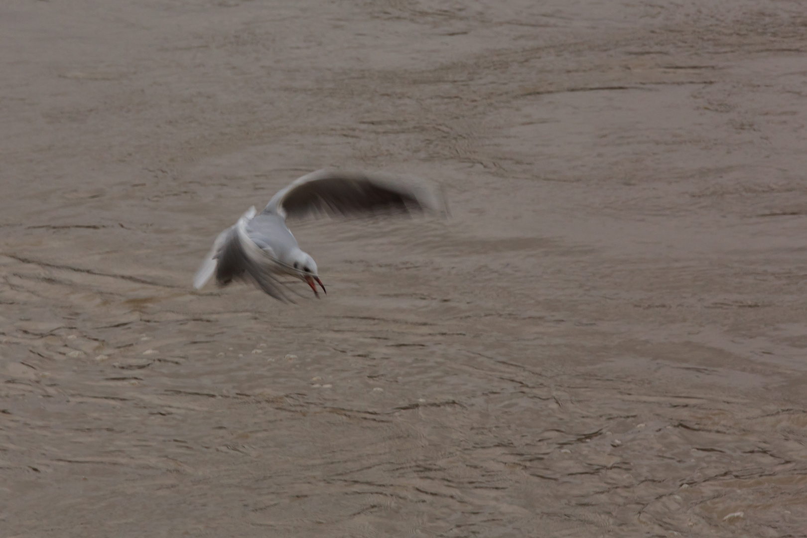 Möwe im Anflug I