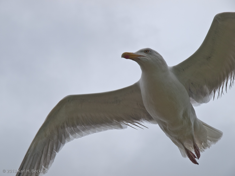 Möwe im Anflug (i)