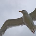 Möwe im Anflug (i)