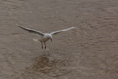 Möwe im Anflug II