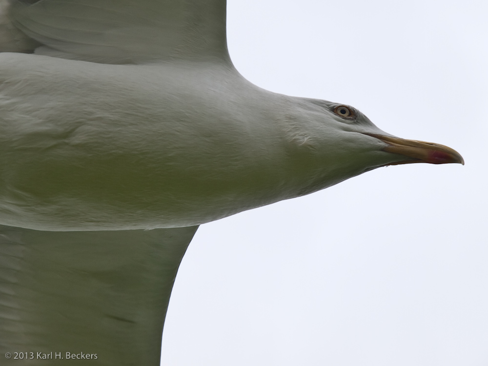 Möwe im Anflug (ii)