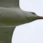 Möwe im Anflug (ii)