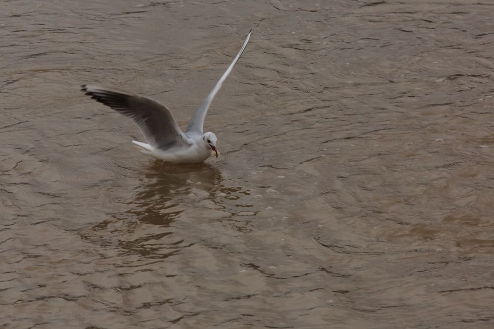 Möwe im Anflug III