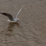 Möwe im Anflug III