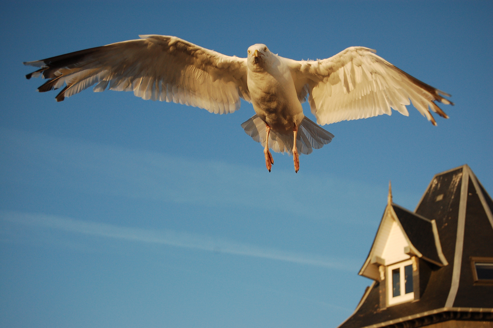 Möwe im Aufwind