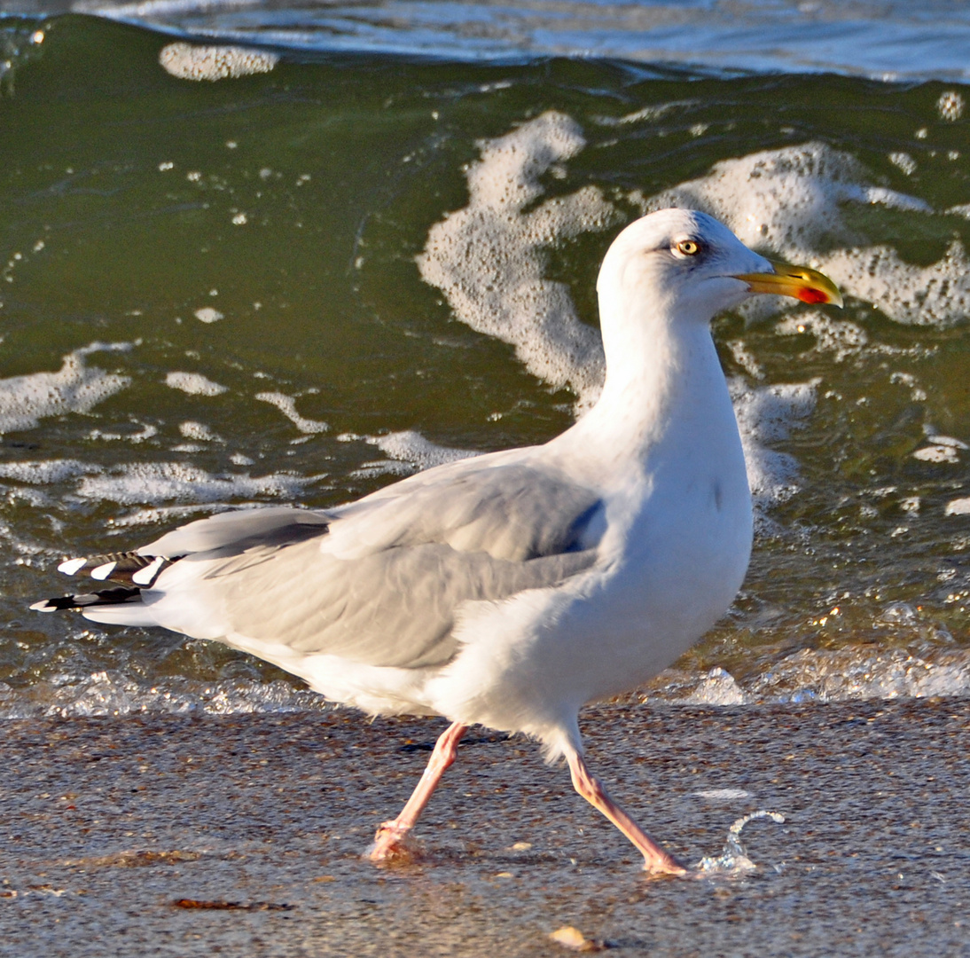 Möwe im Bade