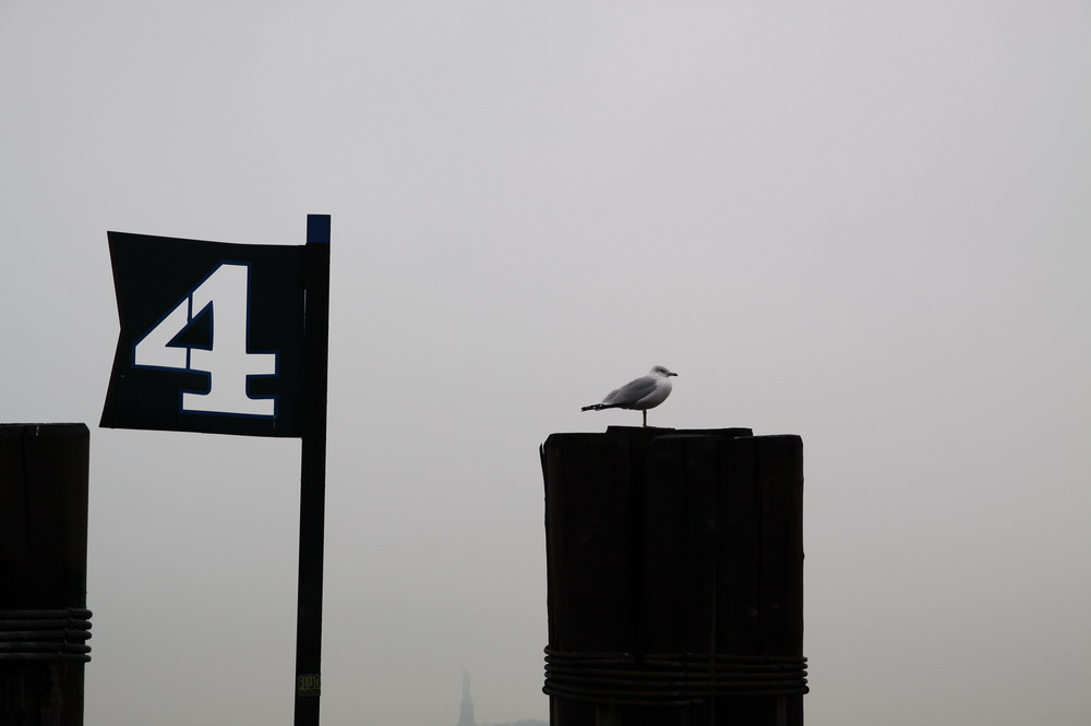 Möwe im Battery Park