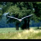 Möwe im Binnenland