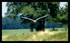 Möwe im Binnenland