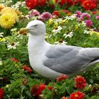 Möwe im Blütenmeer