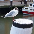 Möwe im Büsumer Hafen