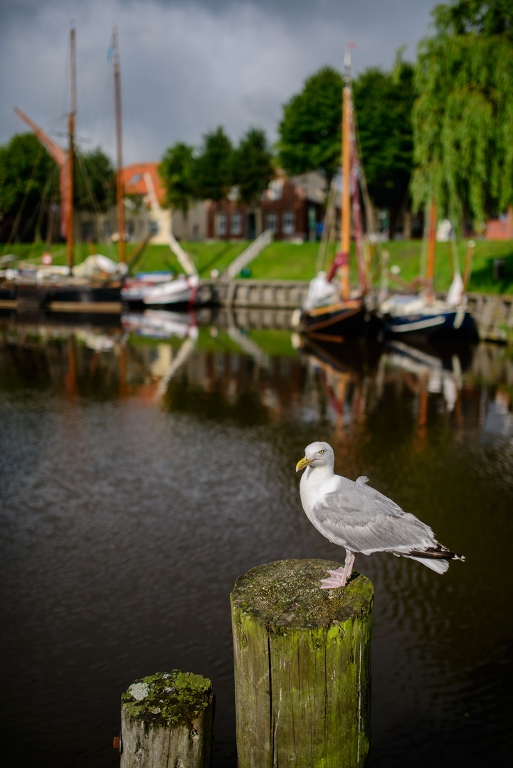 Möwe im Carolinensiel