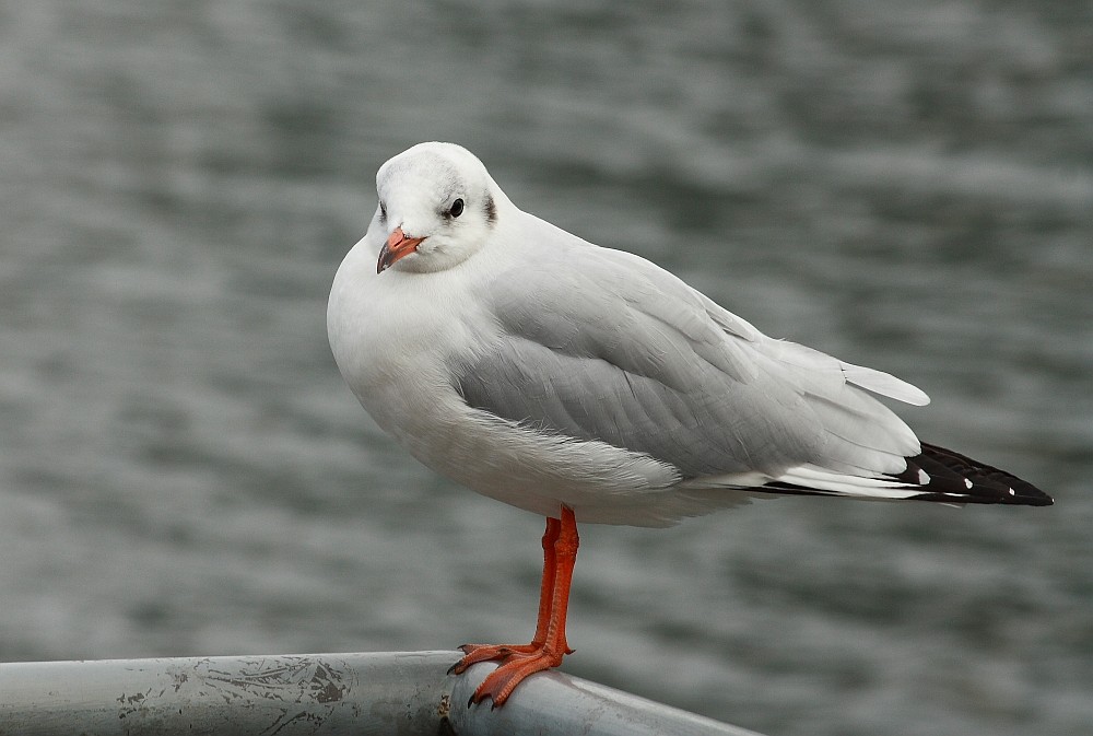 Möwe im Duisburger Innenhafen