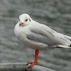 Möwe im Duisburger Innenhafen