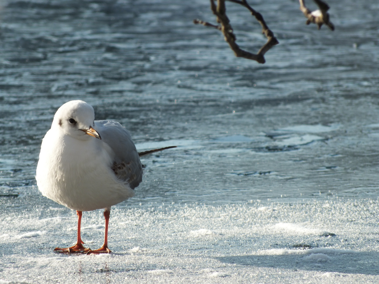 Möwe im ersten Schnee