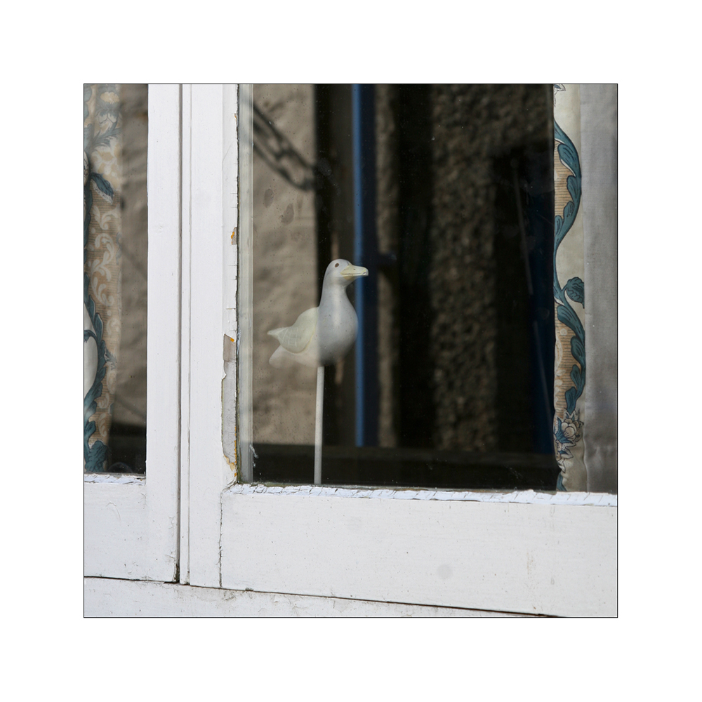 Möwe im Fenster