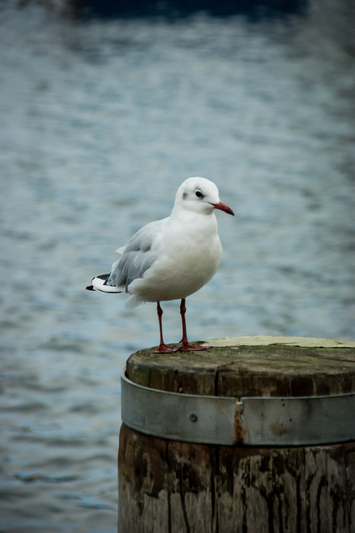 Möwe im Fischerhafen