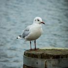 Möwe im Fischerhafen