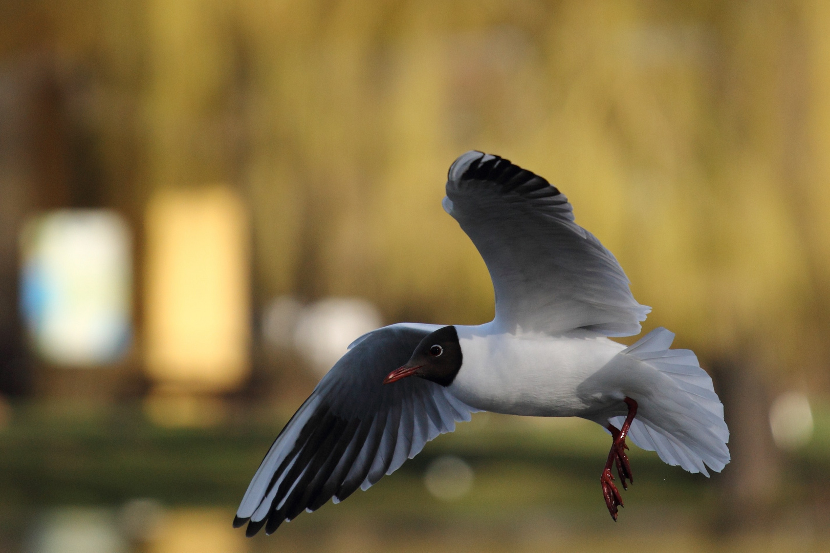 Möwe im Flug