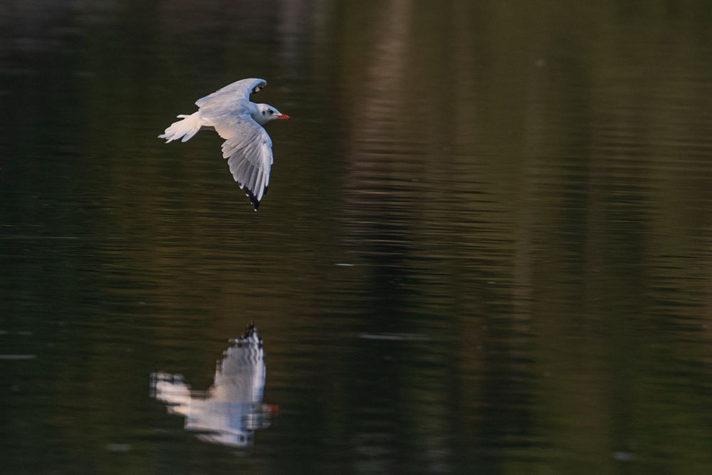 Möwe im Flug-0265