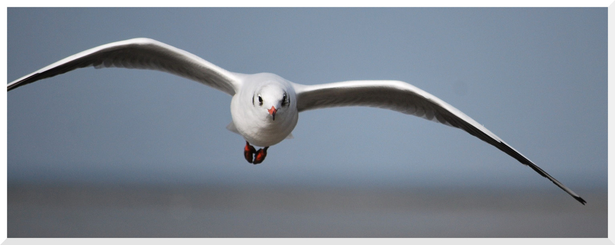 Möwe im Flug