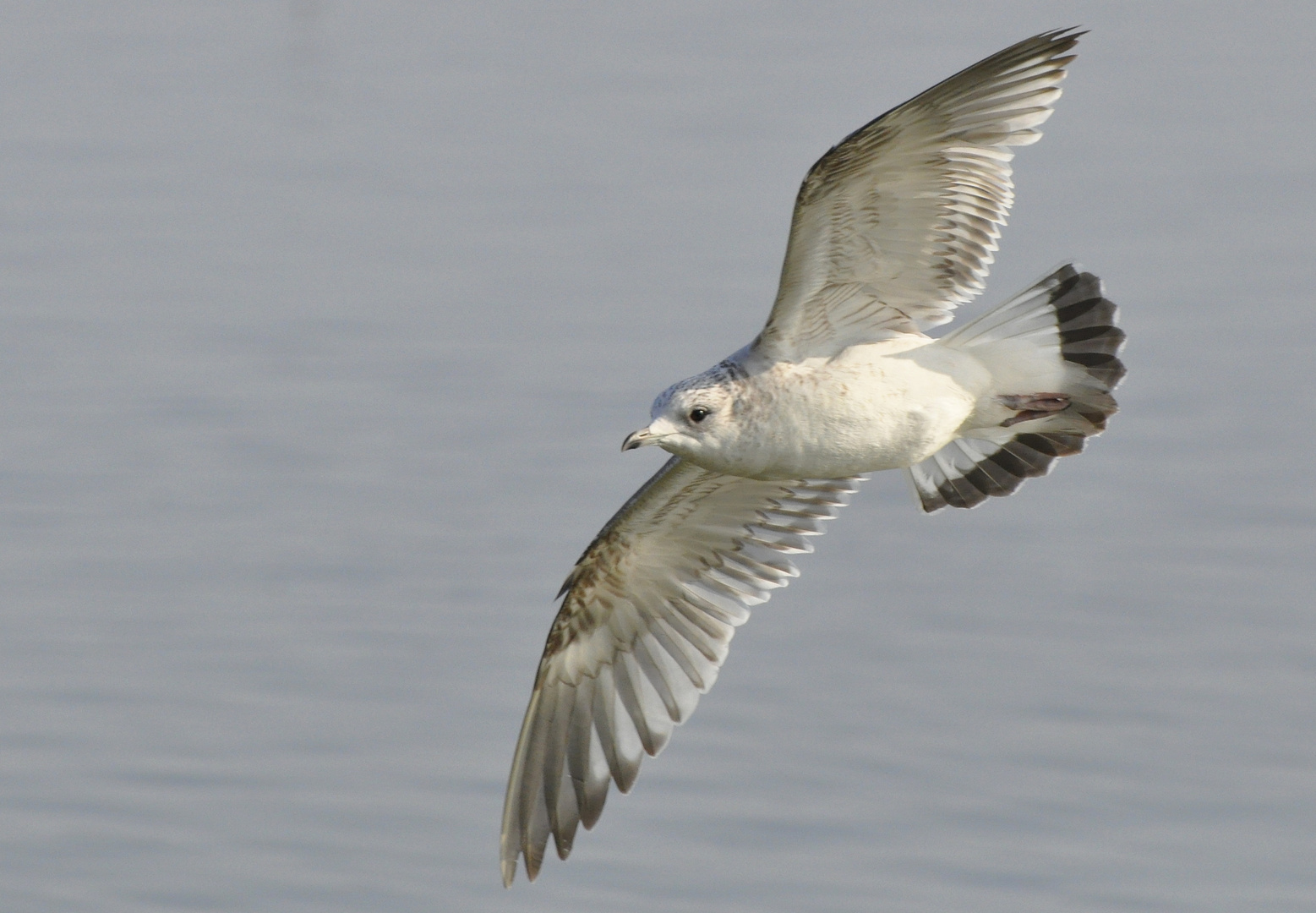 Möwe im Flug