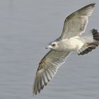 Möwe im Flug