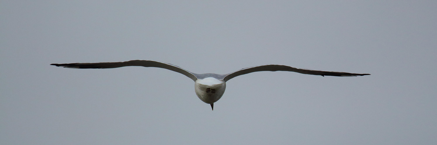 Möwe im Flug