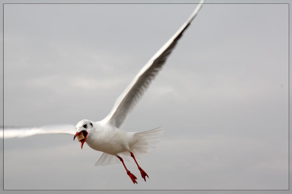 Möwe im Flug