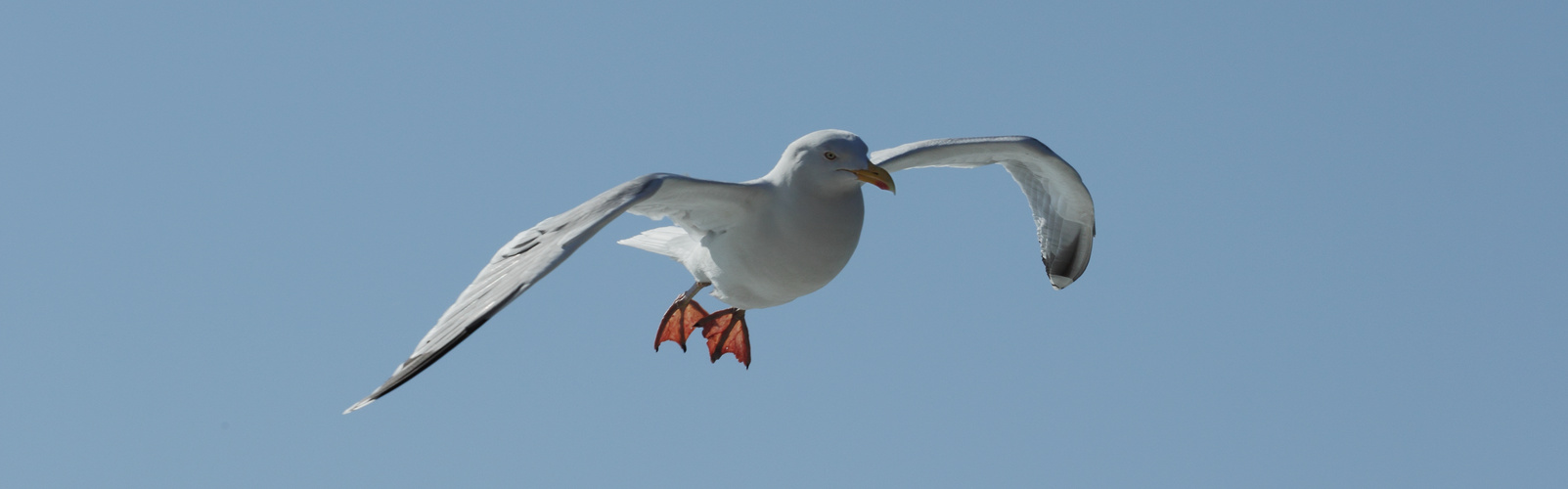 Möwe im Flug