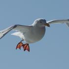 Möwe im Flug