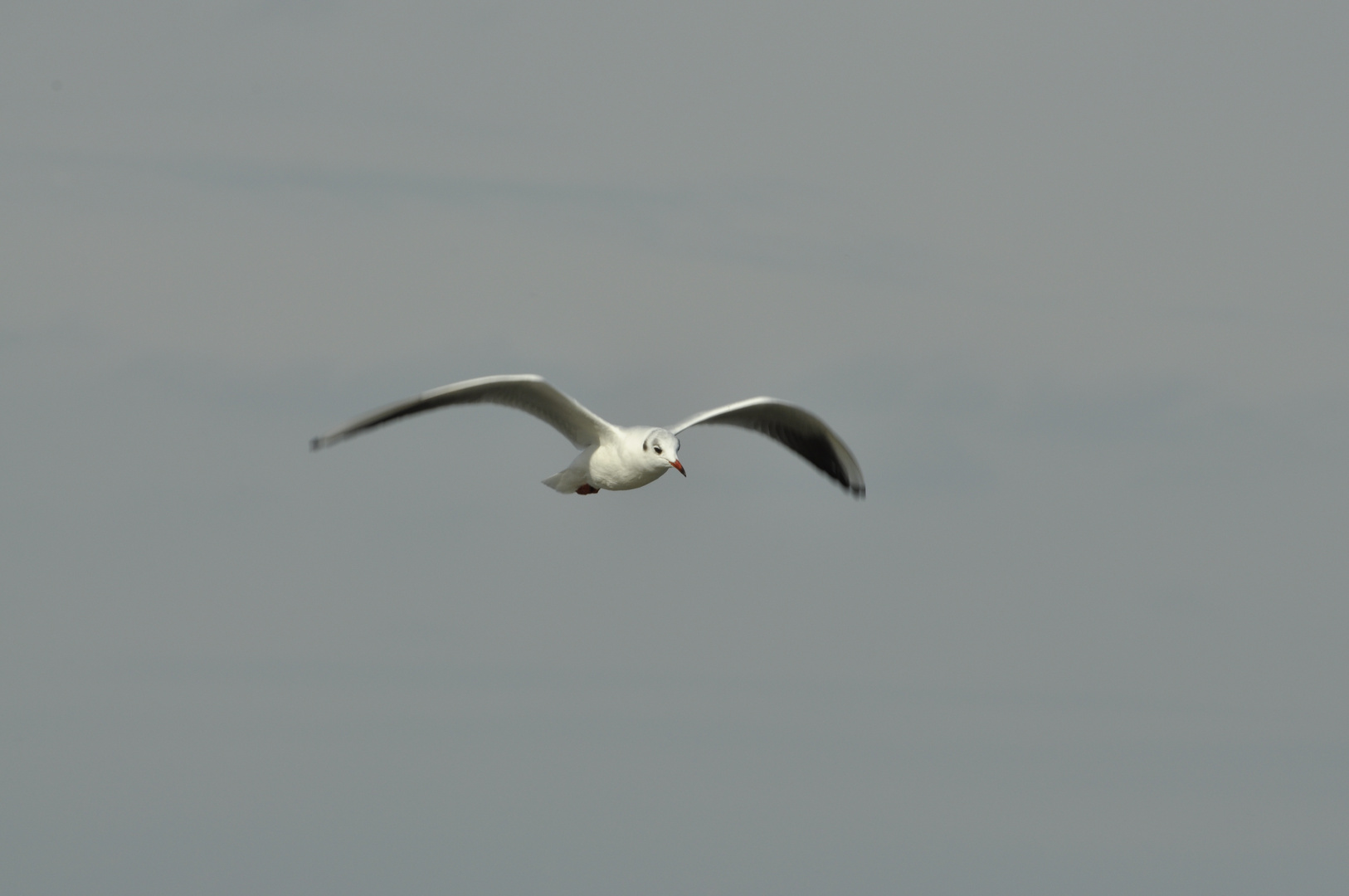 Möwe im Flug