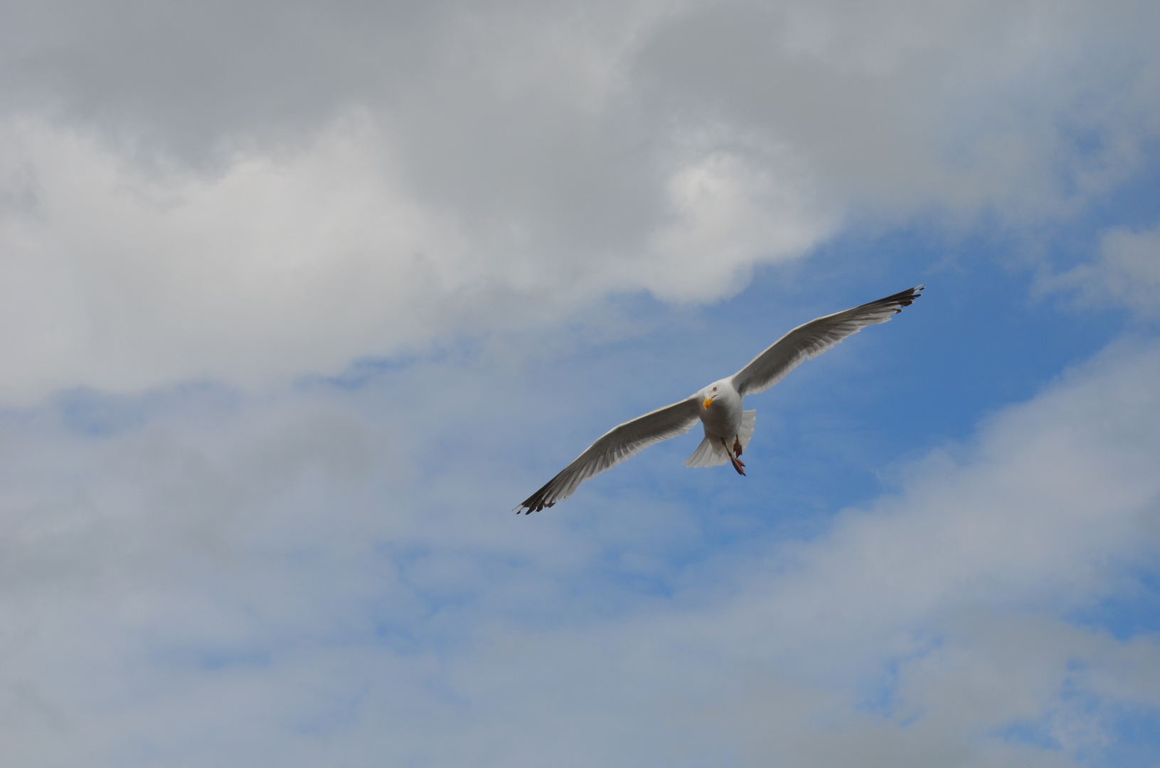 Möwe im Flug