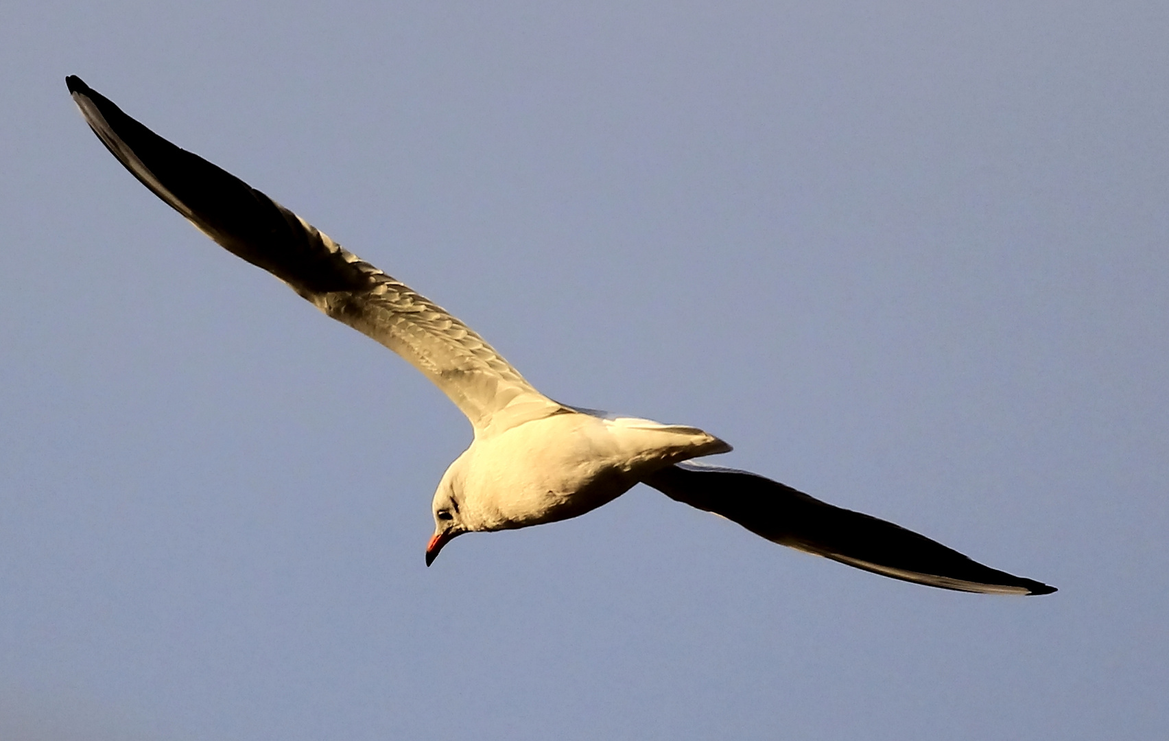 Möwe im Flug