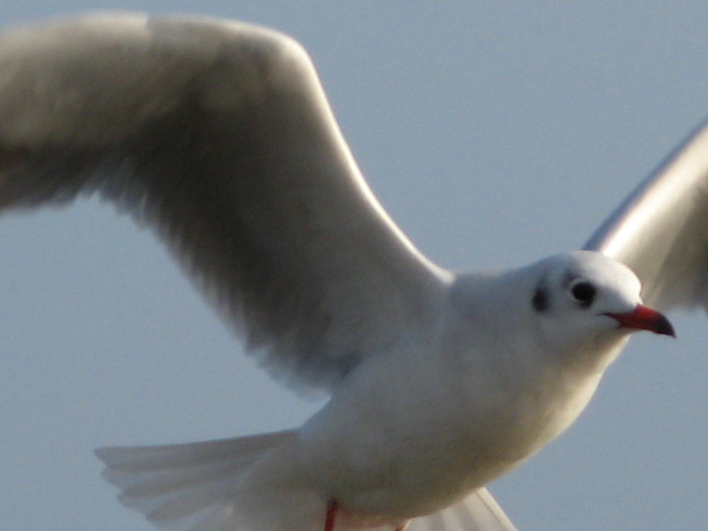 Möwe im Flug