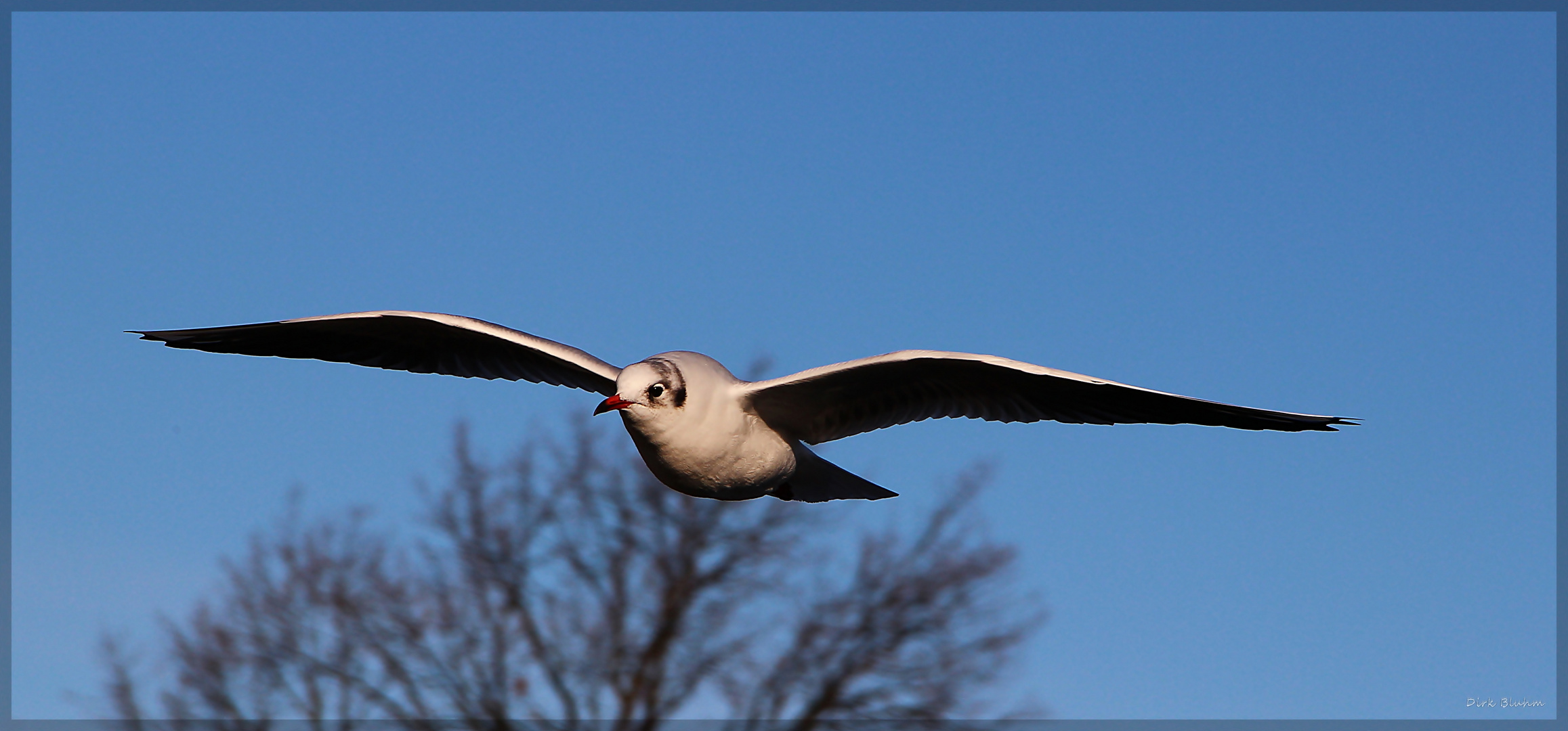 ...Möwe im Flug...