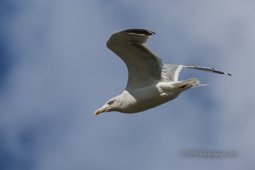 Möwe im Flug - 1