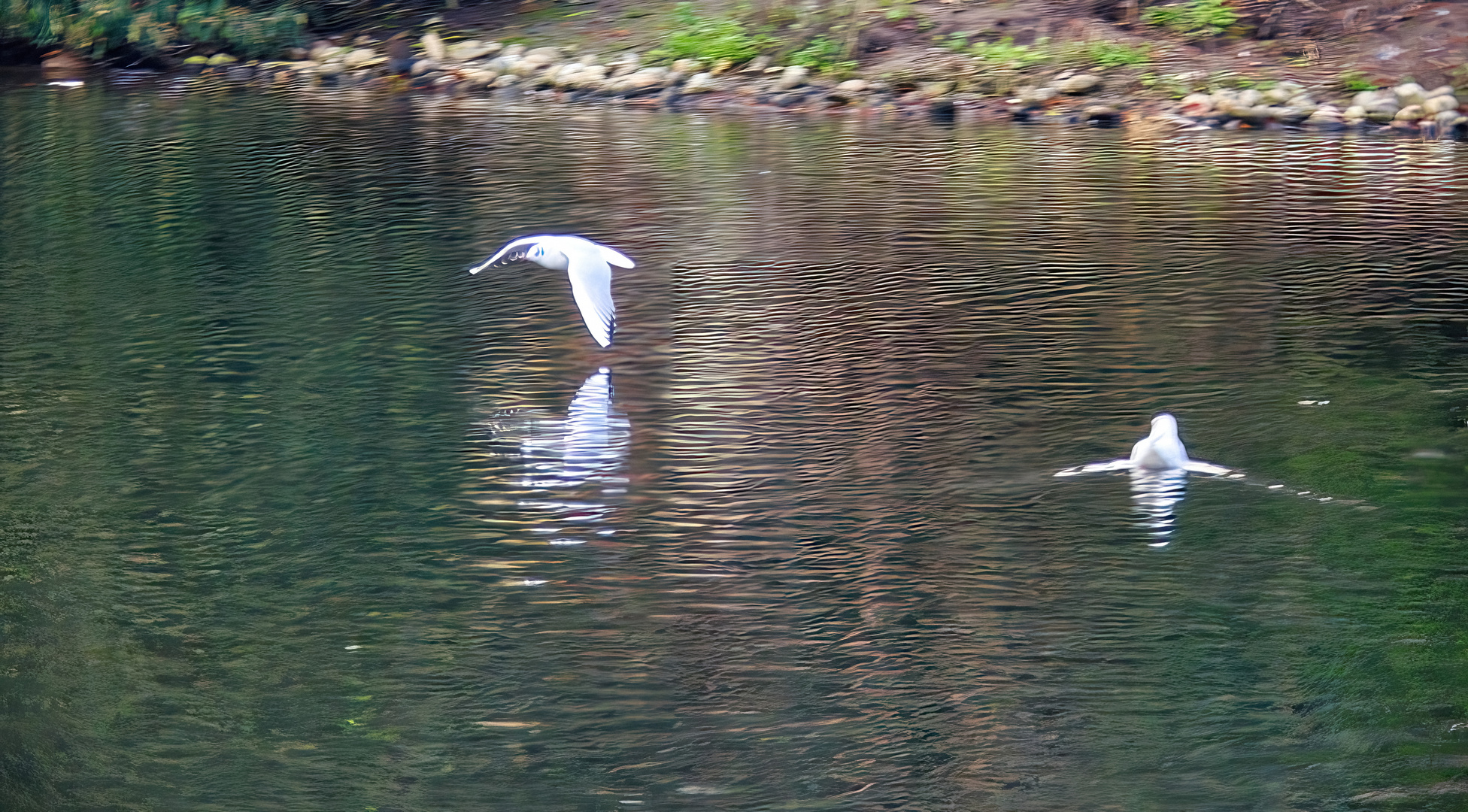 Möwe im Flug 1