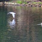 Möwe im Flug 1