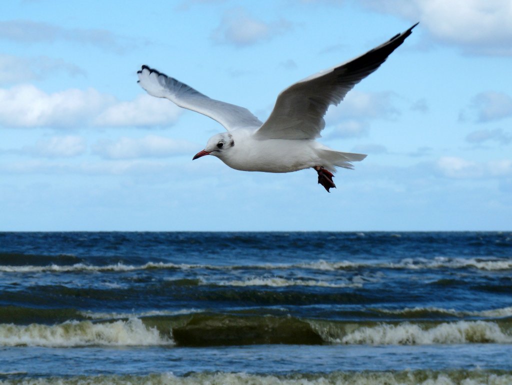 Möwe im Flug