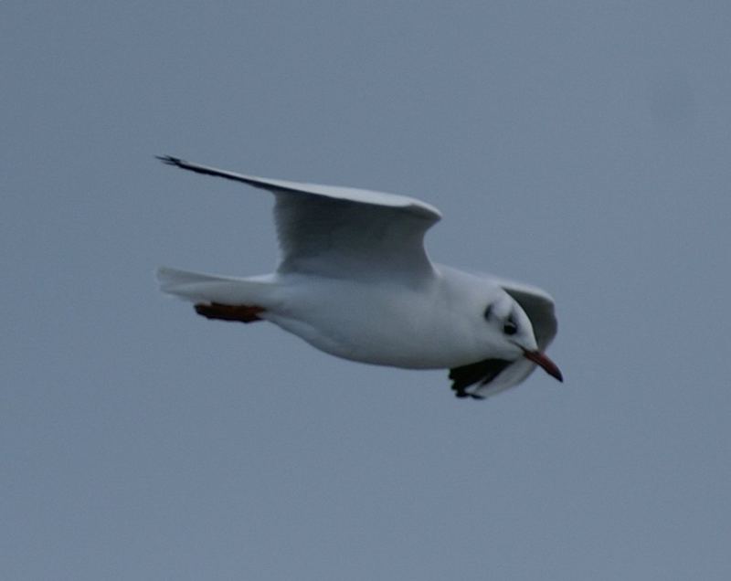 Möwe im Flug :-)