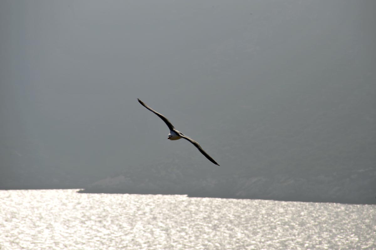 Möwe im Flug