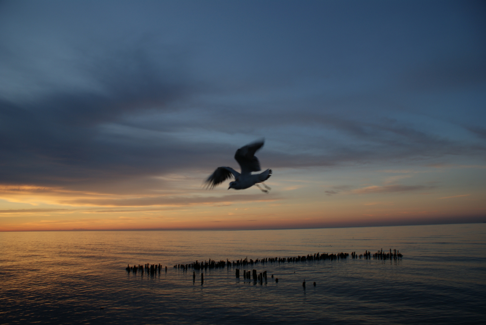 Möwe im Flug