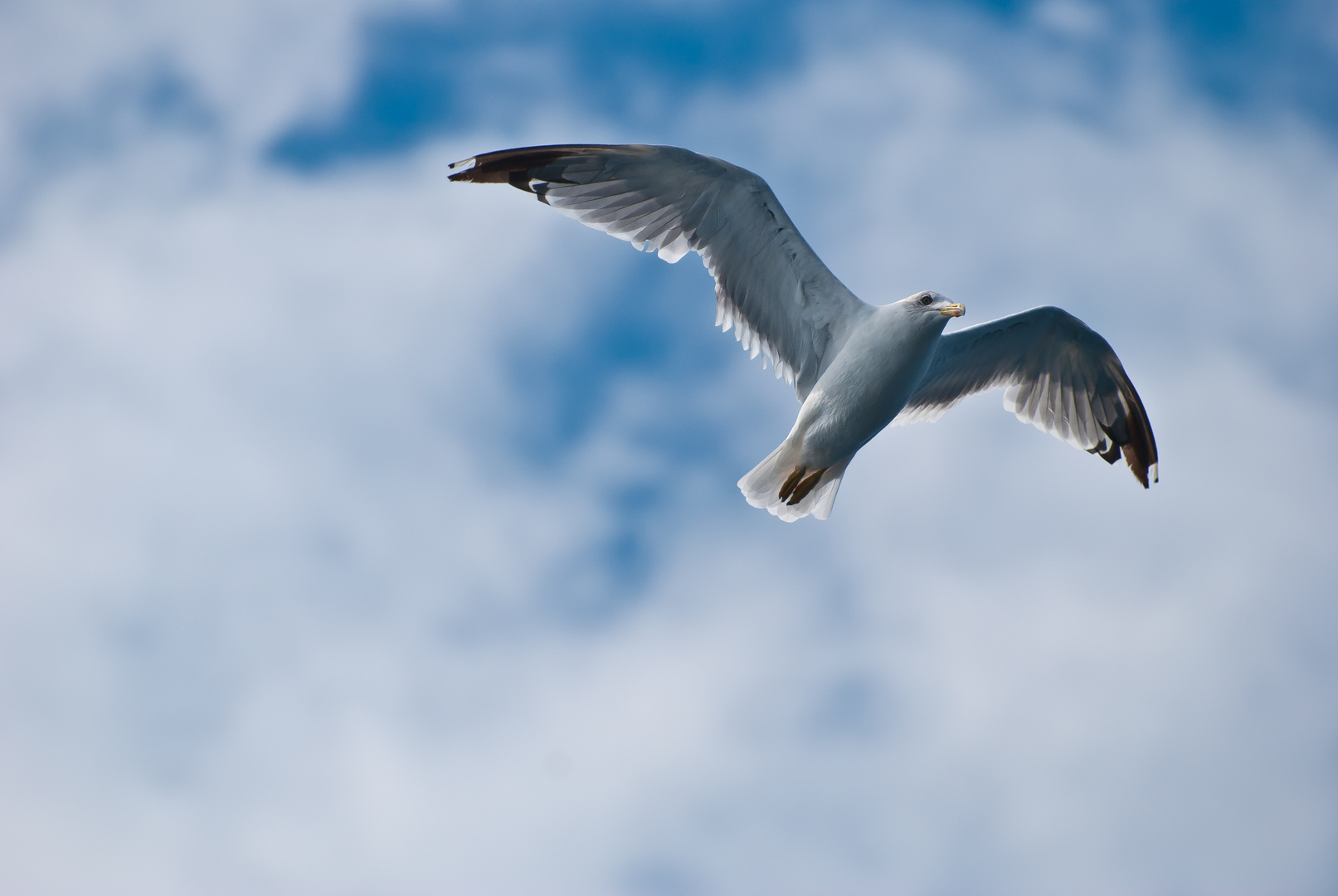 Möwe im Flug